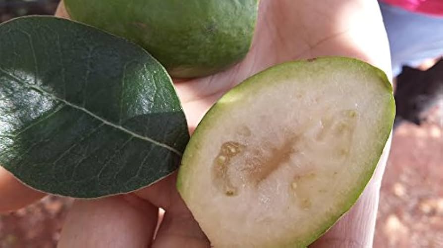 フリーセア Ice Guava まとまてセール中 Amazon.com : 9EzTropical - Pineapple Guava - Feijoa